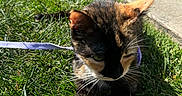 Layla is registered to the contest to win money with this photo: cat, calico, flower, grass, leash, outdoor, sunlight, closeup, pet, nature, paws, greenery, sidewalk, curious, animal, daylight, playful, whiskers, garden, feline