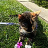 cat, calico, flower, grass, leash, outdoor, sunlight, closeup, pet, nature, paws, greenery, sidewalk, curious, animal, daylight, playful, whiskers, garden, feline