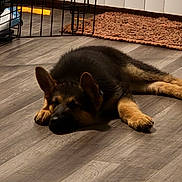 Tango joined the competition — help win amazing prizes! puppy, german_shepherd, dog, sleeping, floor, wooden_floor, indoor, pet_gate, rug, cozy, home, animal, canine, young_dog, resting, fur, ears, paw, quiet, domestic