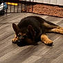 puppy, german_shepherd, dog, sleeping, floor, wooden_floor, indoor, pet_gate, rug, cozy, home, animal, canine, young_dog, resting, fur, ears, paw, quiet, domestic