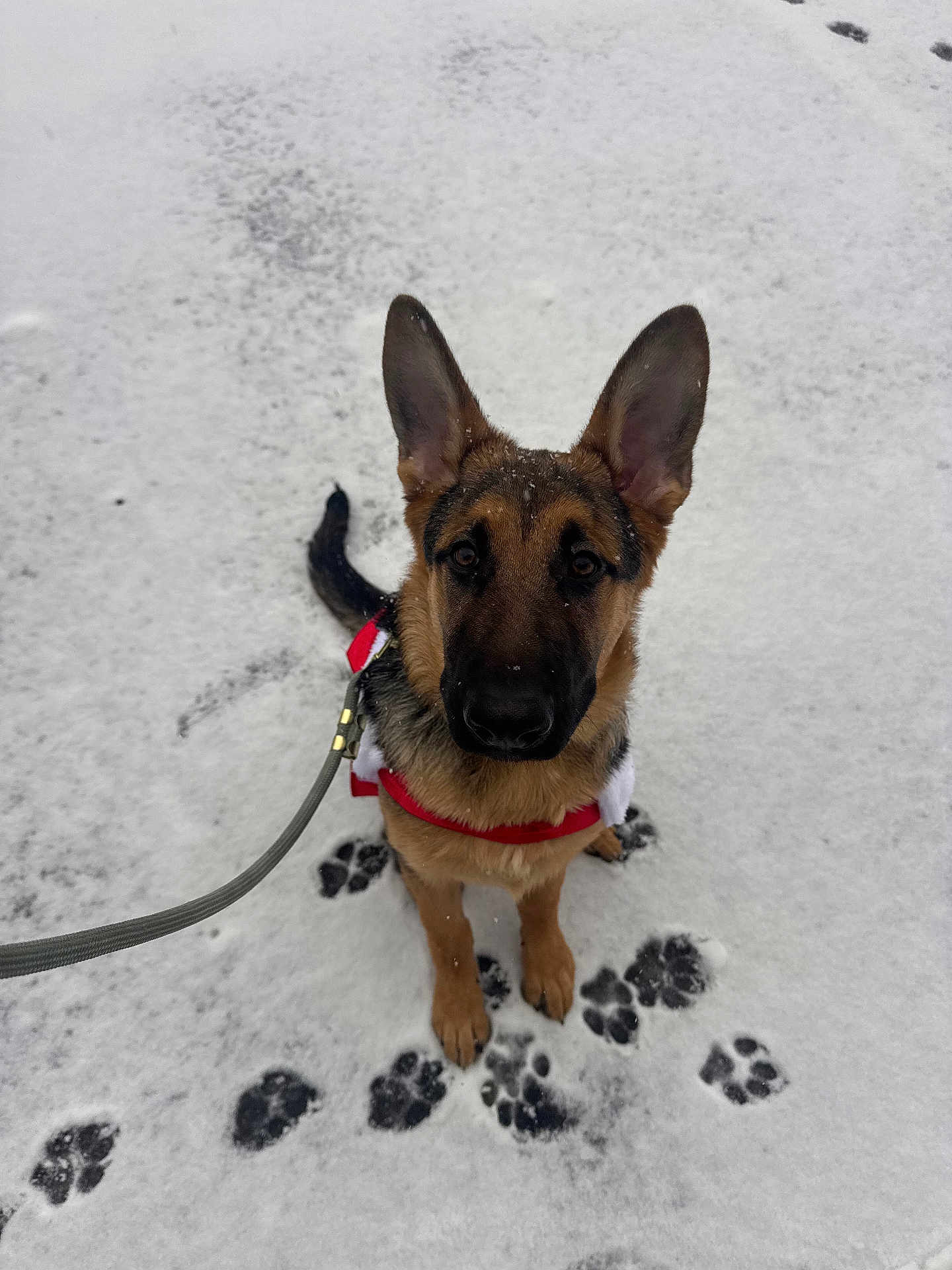 Tango is registered to the contest to win money with this photo: dog, puppy, german_shepherd, snow, paw_prints, leash, outdoor, winter, canine, pet, animal, fur, ears, cute, looking_up, sitting, cold, playful, nature, walk