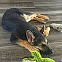 Tango is registered to the contest to win money with this photo: dog, puppy, german_shepherd, sleeping, floor, wooden_floor, toy, plush_toy, green_toy, brown, black, ears, cute, pet, resting, indoor, animal, canine, young_dog, sleep