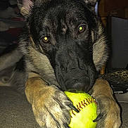 Whiskey is registered to the contest to win money with this photo: dog, german_shepherd, animal, pet, softball, toy, carpet, indoor, paws, face, ears, playing, lying_down, close_up, flash, yellow, black, brown, fur, claws
