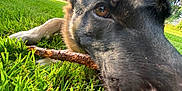 Whiskey joined the competition — help win amazing prizes! dog, german_shepherd, grass, stick, outdoor, sunny, tree, park, pet, canine, animal, closeup, nature, chewing, playful, brown, black, ears, snout, background