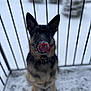 Whiskey joined the competition — help win amazing prizes! dog, german_shepherd, tongue, snow, outdoor, balcony, pet, animal, winter, playful, licking, black_railing, fur, canine, sitting, cold, nose, tongue_out, snow_dust, cute