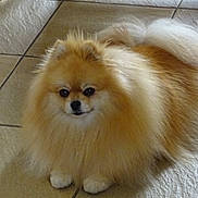 Tella participe au concours pour gagner de l'argent avec cette photo : dog, pomeranian, fluffy, pet, animal, indoor, floor, tile, cute, small_dog, fur, sitting, portrait, looking_at_camera, domestic_animal, companion, mammal, friendly, adorable, canine