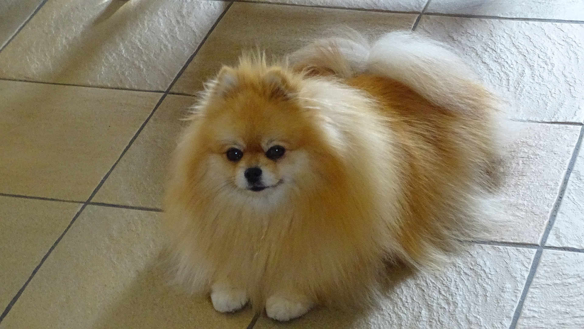 Tella participe au concours pour gagner de l'argent avec cette photo : dog, pomeranian, fluffy, pet, animal, indoor, floor, tile, cute, small_dog, fur, sitting, portrait, looking_at_camera, domestic_animal, companion, mammal, friendly, adorable, canine