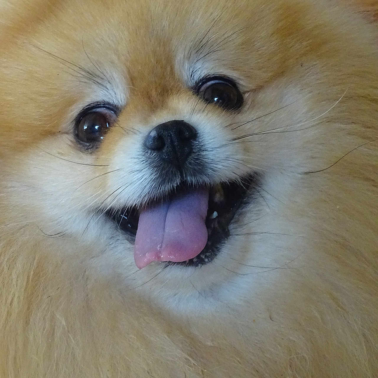 Tella
