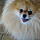 Tella