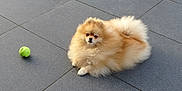 Tella participe au concours pour gagner de l'argent avec cette photo : brown_fur, canine, companion, cute, dog, fluffy, muzzle, outdoor, pet, playful, pom, pomeranian, portrait, relaxed, sitting, small_dog, tennis_ball, tile_floor, toy, white_fur