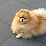 brown_fur, canine, companion, cute, dog, fluffy, muzzle, outdoor, pet, playful, pom, pomeranian, portrait, relaxed, sitting, small_dog, tennis_ball, tile_floor, toy, white_fur