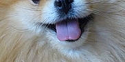 Tella participe au concours pour gagner de l'argent avec cette photo : adorable, animal, canine, close_up, cute, dog, domestic_animal, face, fluffy, friendly, fur, furry, happy, looking_at_camera, pet, pomeranian, portrait, smiling, tongue, tongue_out