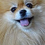 adorable, animal, canine, close_up, cute, dog, domestic_animal, face, fluffy, friendly, fur, furry, happy, looking_at_camera, pet, pomeranian, portrait, smiling, tongue, tongue_out
