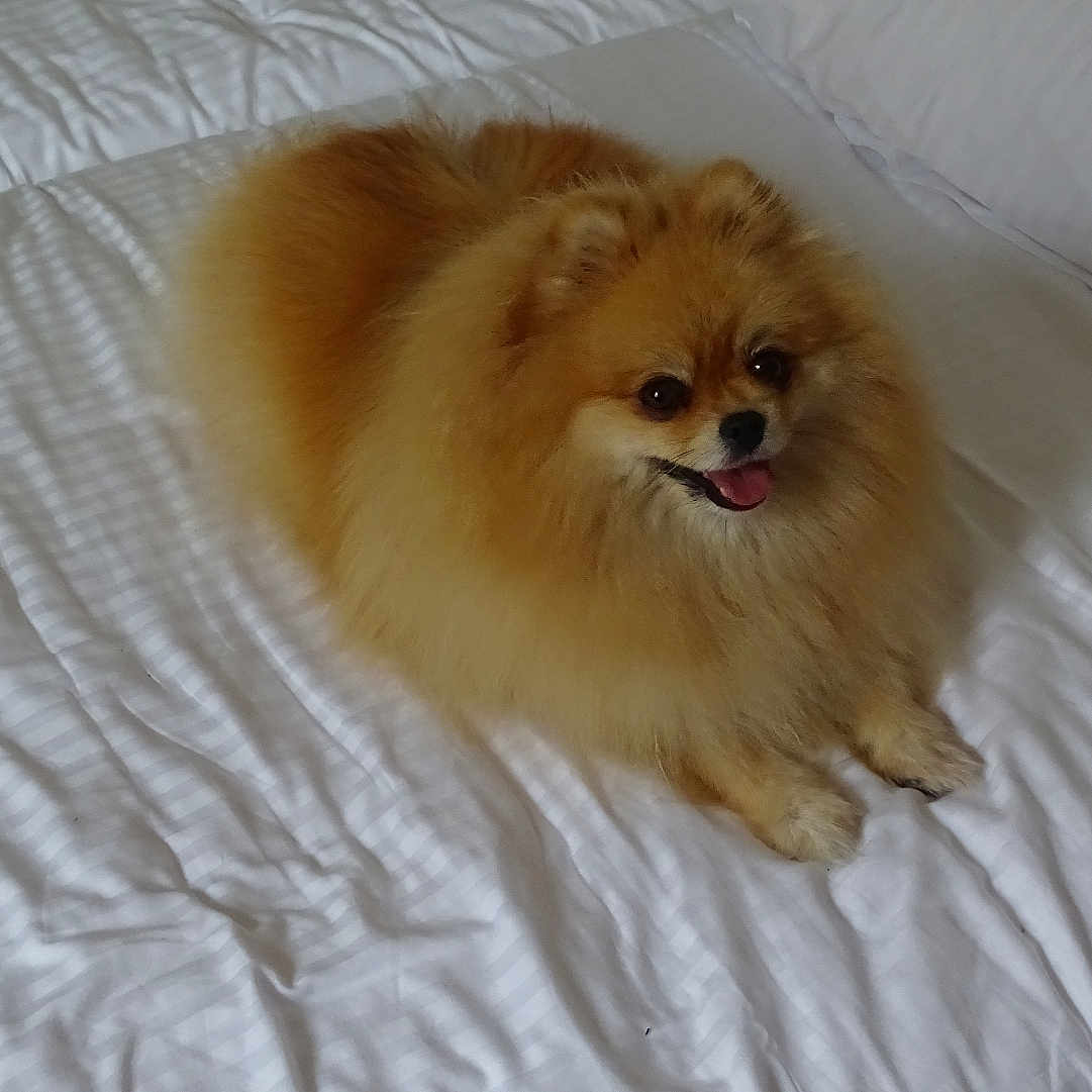 Tella