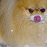 Tella participe au concours pour gagner de l'argent avec cette photo : adorable, animal, closeup, cold, cute, dog, eyes, face, fluffy, fur, licking, nature, nose, outdoor, pet, playful, pomeranian, snow, tongue, winter