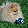 Tella participe au concours pour gagner de l'argent avec cette photo : alert, animal, ball, canine, companion, cute, dog, fluffy, fur, grass, leisure, mammal, nature, outdoor, pet, playful, pomeranian, resting, small_dog, toy