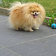 Tella a rejoint le concours — aidez-le/la à gagner de superbes lots ! animal, ball, concrete, cute, dog, fluffy, fur, garden, grass, greenery, happy, outdoor, pet, playful, pomeranian, sidewalk, small_dog, tongue, tongue_out, toy