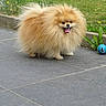 animal, ball, concrete, cute, dog, fluffy, fur, garden, grass, greenery, happy, outdoor, pet, playful, pomeranian, sidewalk, small_dog, tongue, tongue_out, toy