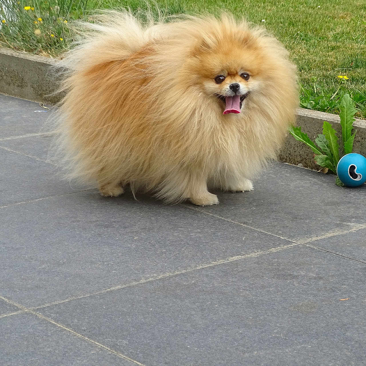 Tella a rejoint le concours — aidez-le/la à gagner de superbes lots ! animal, ball, concrete, cute, dog, fluffy, fur, garden, grass, greenery, happy, outdoor, pet, playful, pomeranian, sidewalk, small_dog, tongue, tongue_out, toy