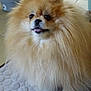 animal, brown, companion, cute, dog, domestic_animal, floor, fluffy, friendly, furry, indoor, mammal, mat, pet, plant_pot, pomeranian, portrait, small_dog, tile_floor, tongue_out