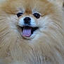 animal, canine, closeup, cute, dog, domestic_animal, face, fluffy, friendly, fur, happy, indoor, mammal, pet, pomeranian, portrait, small_dog, smiling, tongue, tongue_out