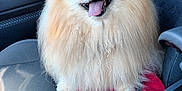 Tella a rejoint le concours — aidez-le/la à gagner de superbes lots ! animal, car, car_seat, close_up, companion, cute, dog, domestic_animal, fluffy, fur, happy, interior, leisure, pet, pomeranian, red_cloth, seat, smiling, tongue_out, transportation