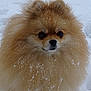 animal, canine, cold, cute, dog, eyes, fluffy, frost, fur, muzzle, nose, outdoor, pet, pomeranian, portrait, small_dog, snow, whiskers, white_background, winter