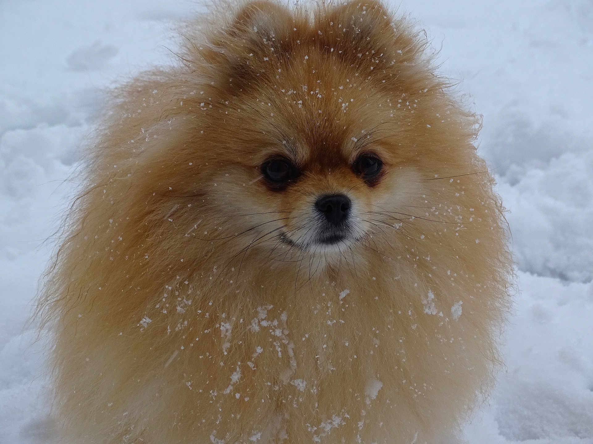 Tella participe au concours pour gagner de l'argent avec cette photo : dog, pomeranian, snow, fluffy, winter, fur, pet, animal, outdoor, cute, portrait, small_dog, canine, frost, cold, white_background, muzzle, whiskers, nose, eyes
