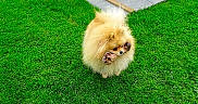 Tella participe au concours pour gagner de l'argent avec cette photo : adorable, animal, bone, canine, cute, daylight, dog, fluffy, fur, grass, green, lawn, mammal, nature, outdoor, pet, playful, pomeranian, small_dog, walking