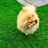 Tella participe au concours pour gagner de l'argent avec cette photo : adorable, animal, bone, canine, cute, daylight, dog, fluffy, fur, grass, green, lawn, mammal, nature, outdoor, pet, playful, pomeranian, small_dog, walking