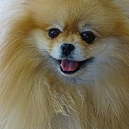 Tella participe au concours pour gagner de l'argent avec cette photo : dog, pomeranian, fluffy, pet, animal, cute, smiling, tongue, fur, face, closeup, happy, domestic_animal, adorable, small_dog, canine, friendly, indoor, mammal, portrait
