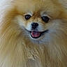 dog, pomeranian, fluffy, pet, animal, cute, smiling, tongue, fur, face, closeup, happy, domestic_animal, adorable, small_dog, canine, friendly, indoor, mammal, portrait