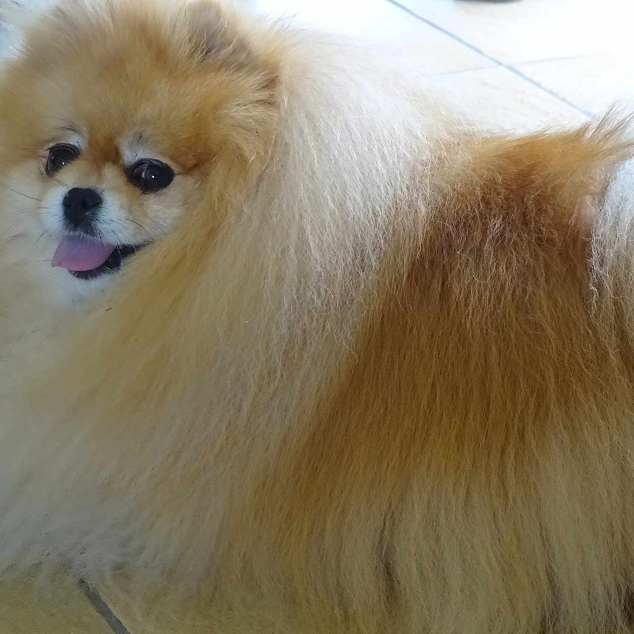 Tella