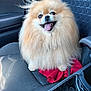 Tella a rejoint le concours — aidez-le/la à gagner de superbes lots ! animal, car, car_seat, close_up, companion, cute, dog, domestic_animal, fluffy, fur, happy, interior, leisure, pet, pomeranian, red_cloth, seat, smiling, tongue_out, transportation
