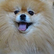 Tella participe au concours pour gagner de l'argent avec cette photo : adorable, animal, canine, close_up, cute, dog, domestic_animal, face, fluffy, friendly, fur, happy, indoor, mammal, pet, pomeranian, portrait, small_dog, smiling, tongue
