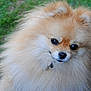dog, pomeranian, fluffy, fur, pet, animal, outdoor, grass, cute, portrait, small_dog, canine, furry, face, eyes, nose, collar, friendly, nature, adorable