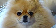 Tella a rejoint le concours — aidez-le/la à gagner de superbes lots ! dog, pomaranian, fluffy, closeup, pet, animal, face, fur, cute, portrait, indoors, domestic_animal, mammal, whiskers, snout, small_dog, companion, friendly, furry, adorable