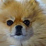 adorable, animal, closeup, companion, cute, dog, domestic_animal, face, fluffy, friendly, fur, furry, indoors, mammal, pet, pomaranian, portrait, small_dog, snout, whiskers