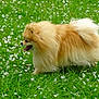 animal, canine, daytime, dog, field, flower_petals, fluffy, fur, grass, greenery, happy, leash, nature, outdoor, pet, pomeranian, side_view, small_dog, tongue_out, walking