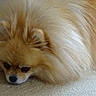 animal, canine, companion, cute, dog, domestic_animal, ears, expression, floor, fluffy, fur, head, indoors, lying_down, mammal, pet, pomeranian, resting, small_dog, tile