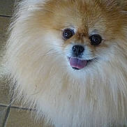 Tella participe au concours pour gagner de l'argent avec cette photo : dog, pomeranian, fluffy, fur, tongue, pet, animal, cute, small_dog, indoor, floor, closeup, muzzle, eyes, nose, whiskers, happy, friendly, portrait, canine