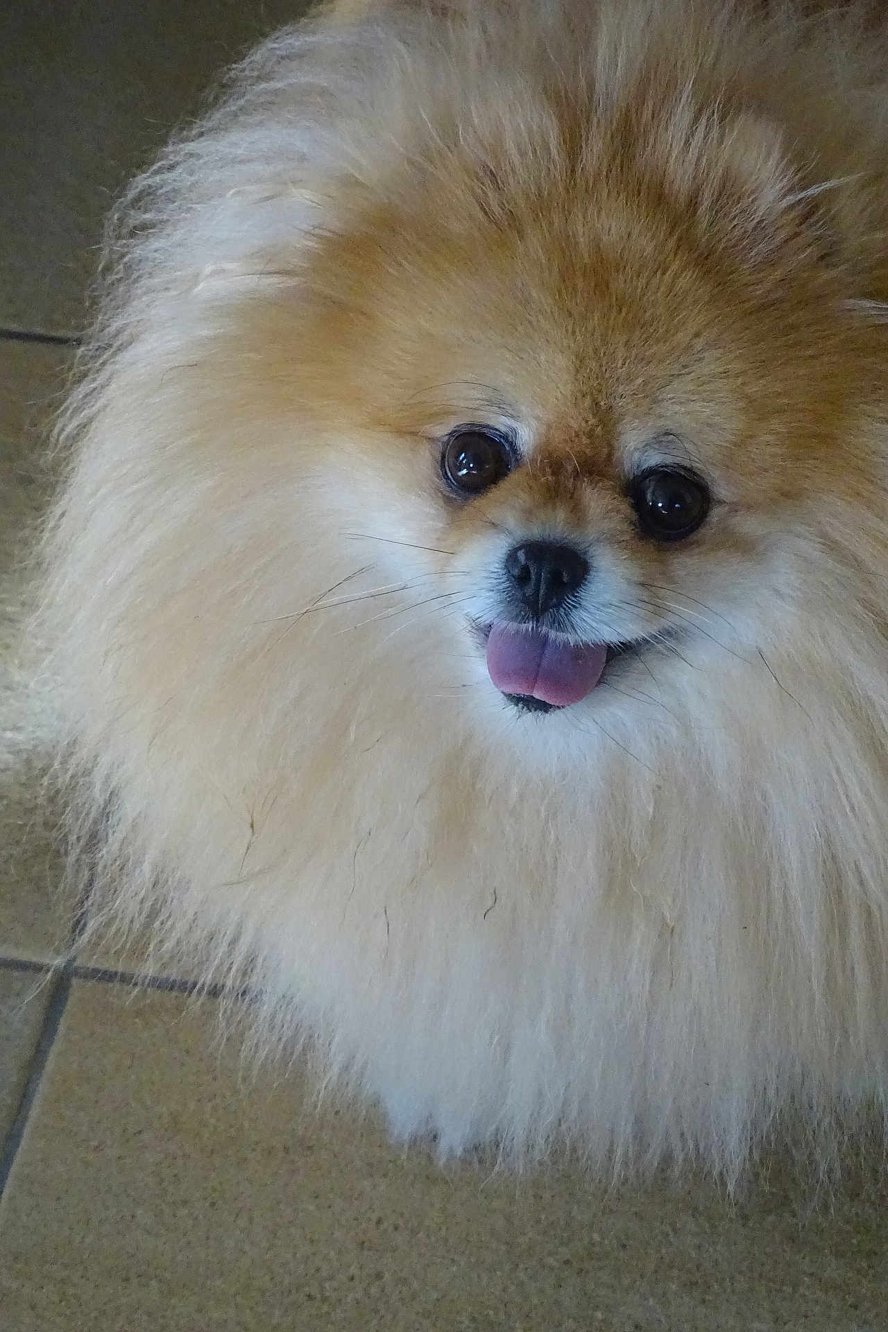 Tella participe au concours pour gagner de l'argent avec cette photo : dog, pomeranian, fluffy, fur, tongue, pet, animal, cute, small_dog, indoor, floor, closeup, muzzle, eyes, nose, whiskers, happy, friendly, portrait, canine