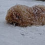 animal, canine, cold, dog, fluffy, frozen, fur, lying_down, mammal, nature, outdoor, pet, quiet, season, snow, snow_covered, snowfall, weather, white, winter