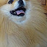 Tella participe au concours pour gagner de l'argent avec cette photo : animal, closeup, cute, dog, face, floor, fluffy, fur, happy, indoor, mouth_open, nose, paw, pet, pomeranian, small_dog, tile_floor, tongue_out, whiskers, wood_background