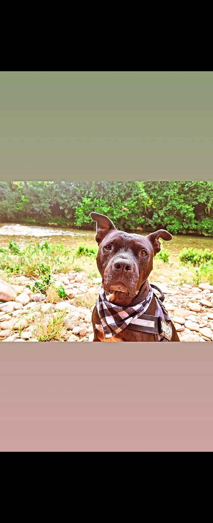 Mayson participe au concours pour gagner de l'argent avec cette photo : canidae, carnivore, collar, companion_dog, dog, dog_breed, dog_collar, fawn, flower, grass, groundcover, liver, pet_supply, plant, snout, soil, sporting_group, terrestrial_animal, toy_dog, working_animal