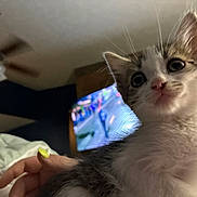 Nova joined the competition — help win amazing prizes! kitten, cat, pet, hand, nail_polish, indoor, ceiling_fan, television, blurred_background, close_up, feline, young_animal, curious, whiskers, fur, domestic, cute, animal, portrait, soft_lighting