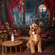 Bailey joined the competition — help win amazing prizes! dog, christmas, holiday, santa_hat, milk, cookies, table, presents, teddy_bear, stocking, garland, window, snow, moon, curtains, wooden_floor, decorations, festive, indoors, pet