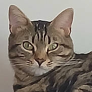 Chipie participe au concours pour gagner de l'argent avec cette photo : animal, blanket, cat, close_up, cozy, ears, eyes, face, feline, gray_brown, green_eyes, indoors, knitted_blanket, looking_at_camera, nose, pet, portrait, striped_fur, tabby_cat, whiskers