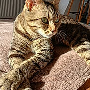 Chipie participe au concours pour gagner de l'argent avec cette photo : cat, tabby_cat, feline, pet, indoor, sunlight, blanket, fur, whiskers, relaxed, closeup, animal, domestic_animal, mammal, portrait, resting, texture, cozy, warm_light, paws