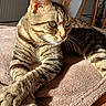 cat, tabby_cat, feline, pet, indoor, sunlight, blanket, fur, whiskers, relaxed, closeup, animal, domestic_animal, mammal, portrait, resting, texture, cozy, warm_light, paws